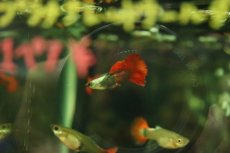 画像2: 【淡水魚】【通販】高級グッピー タイ産 プラチナレッドテールダンボグッピー【１ペア サンプル画像】(グッピー)(生体)(熱帯魚)NK (2)