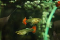 画像3: 【淡水魚】【通販】高級グッピー タイ産 プラチナレッドテールダンボグッピー【１ペア サンプル画像】(グッピー)(生体)(熱帯魚)NK (3)