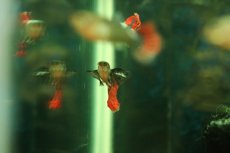 画像2: 【淡水魚】【通販】高級グッピー タイ産 プラチナレッドモザイクダンボグッピー【１ペア サンプル画像】(グッピー)(生体)(熱帯魚)NK (2)