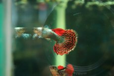 画像3: 【淡水魚】【通販】高級グッピー タイ産 プラチナレッドモザイクダンボグッピー【１ペア サンプル画像】(グッピー)(生体)(熱帯魚)NK (3)