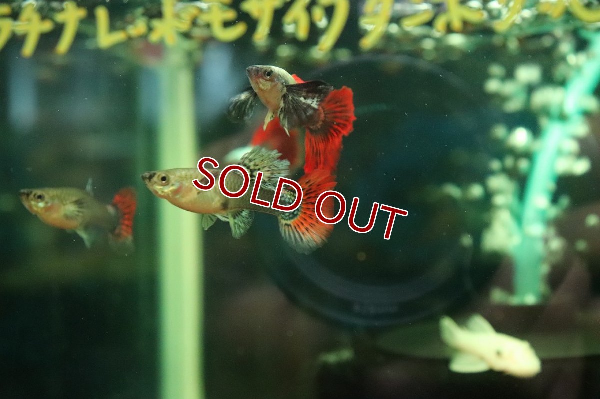 画像4: 【淡水魚】【通販】高級グッピー タイ産 プラチナレッドモザイクダンボグッピー【１ペア サンプル画像】(グッピー)(生体)(熱帯魚)NK (4)