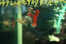 画像4: 【淡水魚】【通販】高級グッピー タイ産 プラチナレッドモザイクダンボグッピー【１ペア サンプル画像】(グッピー)(生体)(熱帯魚)NK (4)