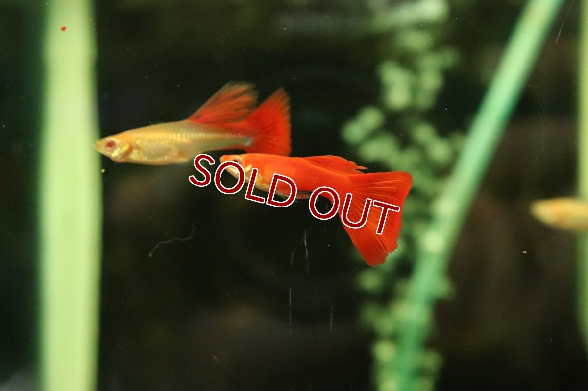 画像1: 【通販 淡水魚】高級グッピー タイ産 RREA フルレッドグッピー【１匹 サンプル画像】(グッピー)(生体)(熱帯魚)NK (1)