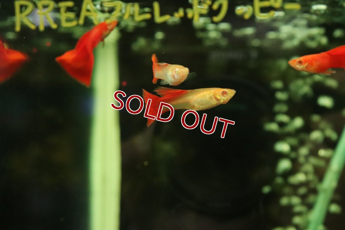 画像2: 【通販 淡水魚】高級グッピー タイ産 RREA フルレッドグッピー【１匹 サンプル画像】(グッピー)(生体)(熱帯魚)NK (2)