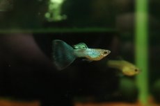 画像1: 【通販 淡水魚】国産 シンガーブルー ブルーグラスグッピー【１ペア サンプル画像】(国産グッピー)(生体)(熱帯魚)NK (1)