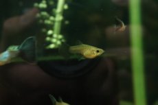 画像2: 【通販 淡水魚】国産 シンガーブルー ブルーグラスグッピー【１ペア サンプル画像】(国産グッピー)(生体)(熱帯魚)NK (2)