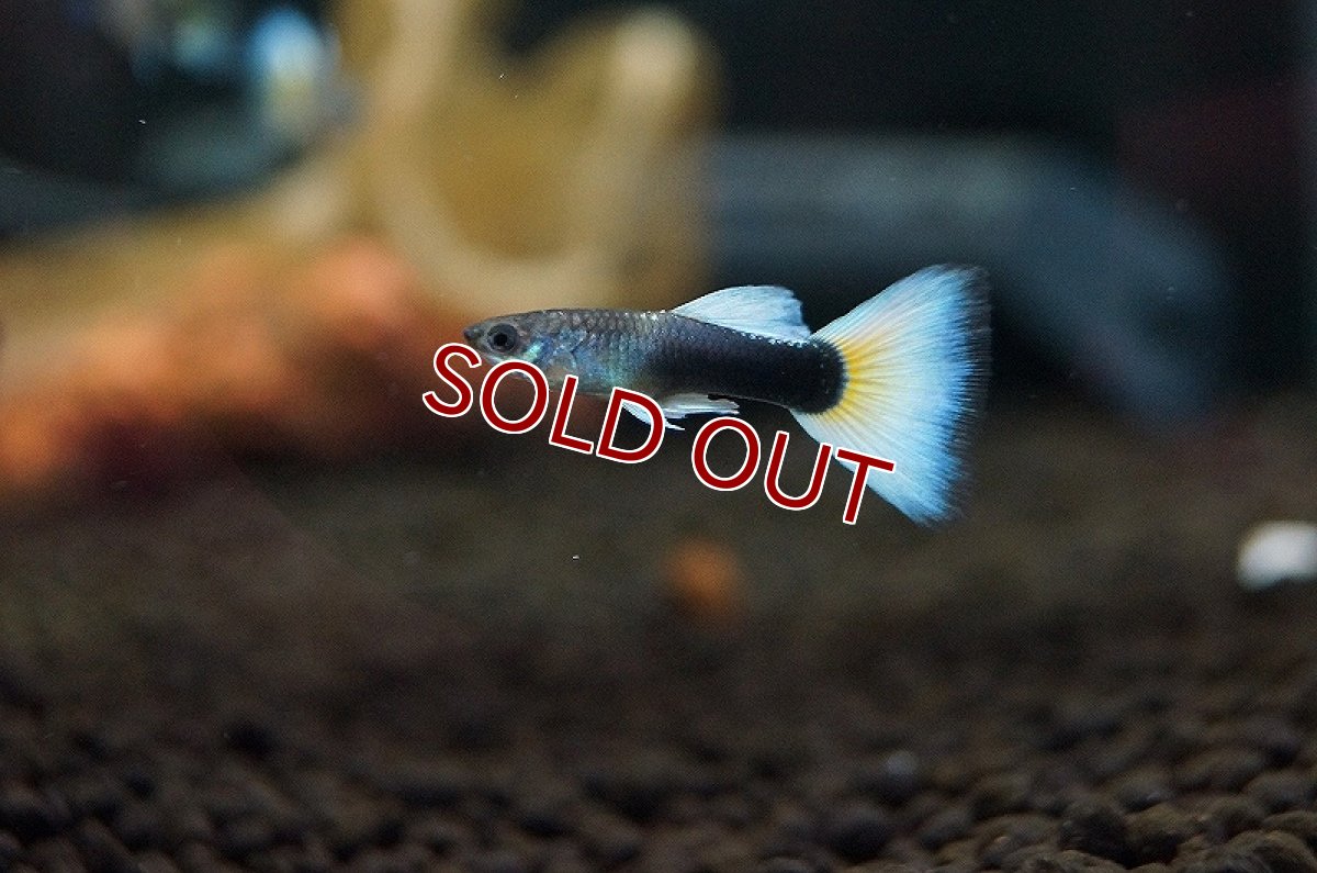 画像1: 【アーリーサマーセール10%OFFクーポン番号（10）対象商品 淡水魚】【淡水魚】【通販】国産 ドイツイエロータキシードグッピー【1ペア サンプル画像】（生体）　(国産グッピー)（熱帯魚） (1)