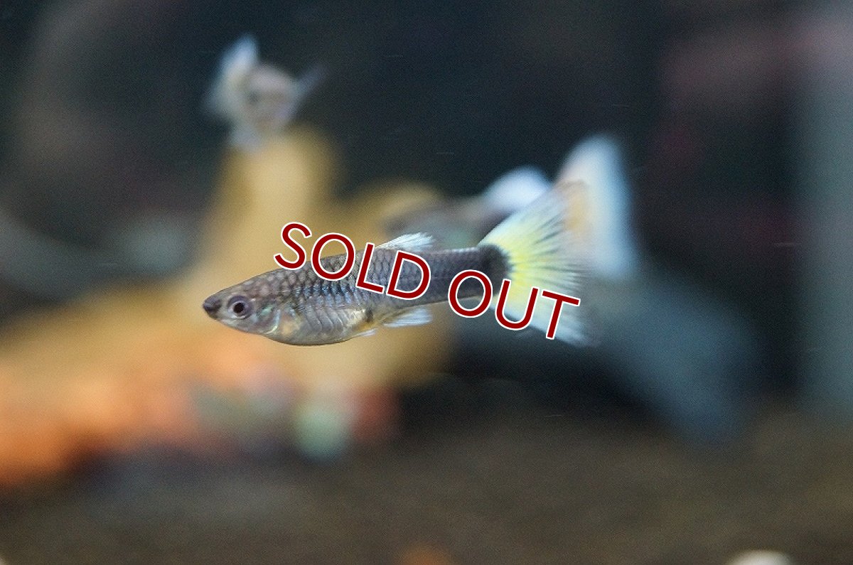 画像2: 【淡水魚】【通販】国産 ドイツイエロータキシードグッピー【1ペア サンプル画像】（生体）　(国産グッピー)（熱帯魚） (2)
