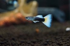 画像1: 【淡水魚】国産 ドイツイエロータキシード【1ペア】（生体）(国産グッピー)（熱帯魚） (1)