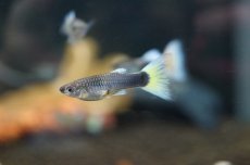 画像2: 【淡水魚】国産 ドイツイエロータキシード【1ペア】（生体）(国産グッピー)（熱帯魚） (2)