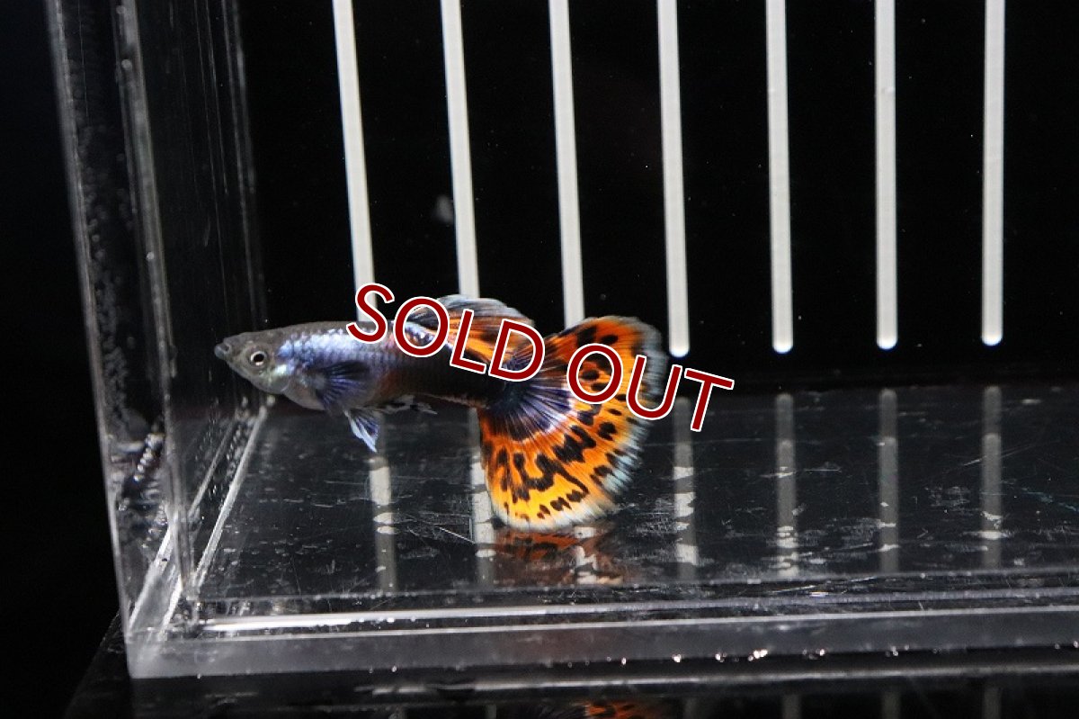 画像2: 【淡水魚】上物 国産(成魚90日〜120日)プラチナモザイクダンボグッピー【1ペア】（生体）(グッピー)（熱帯魚） (2)