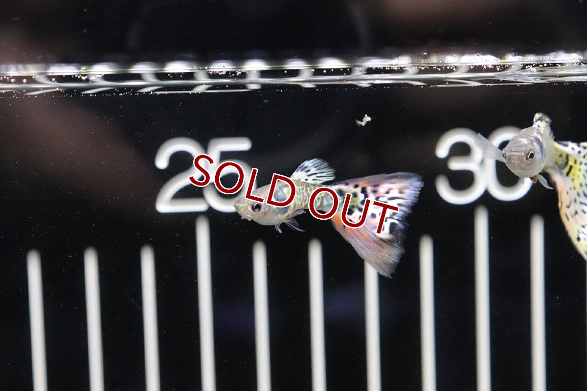 画像2: 【淡水魚】上物 国産(成魚90日〜120日)ギャラクシーグラスグッピー【1ペア】（生体）(グッピー)（熱帯魚） (2)