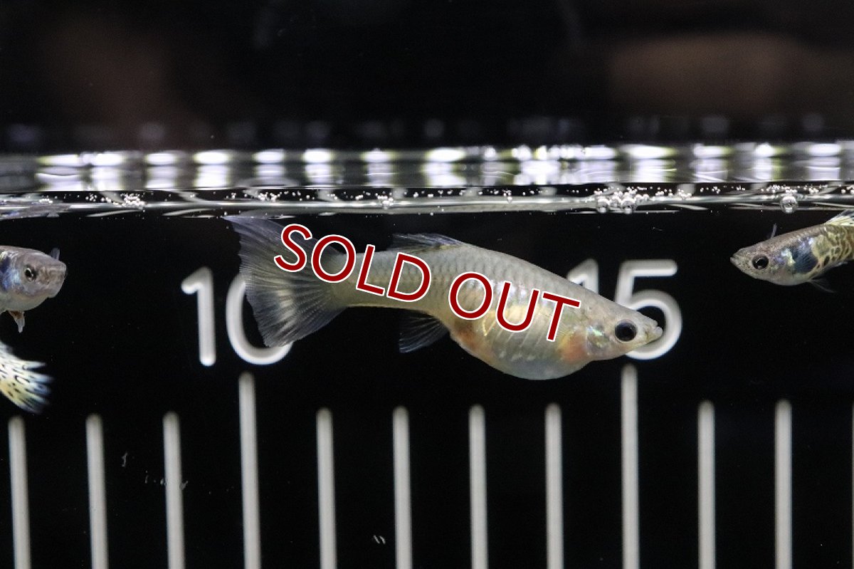 画像3: 【淡水魚】上物 国産(成魚90日〜120日)ギャラクシーグラスグッピー【1ペア】（生体）(グッピー)（熱帯魚） (3)