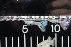 画像2: 【淡水魚】【通販】上物 国産(成魚90日〜120日)ジャパンブルーグラスグッピー【1ペア】（生体）(グッピー)（熱帯魚） (2)