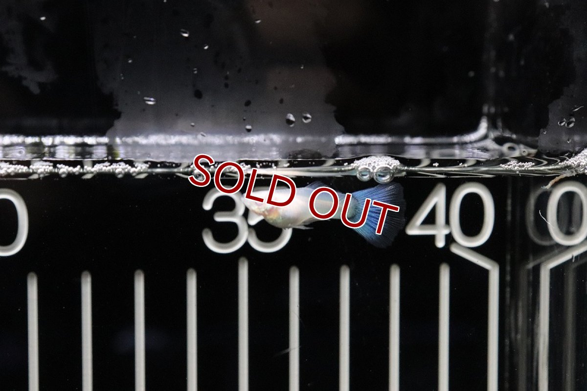 画像3: 【淡水魚】【通販】国産 ＲＲＥＡ スーパーホワイトグッピー【1ペア サンプル画像】（生体）(グッピー)（熱帯魚） (3)