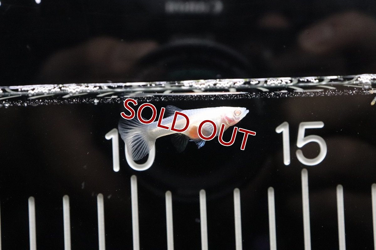 画像4: 【淡水魚】【通販】国産 ＲＲＥＡ スーパーホワイトグッピー【1ペア サンプル画像】（生体）(グッピー)（熱帯魚） (4)