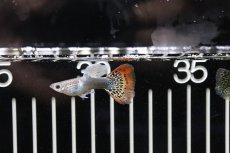 画像1: 【淡水魚】国産 ゴラゴンタキシードグッピー【1ペア】（生体）(グッピー)（熱帯魚） (1)