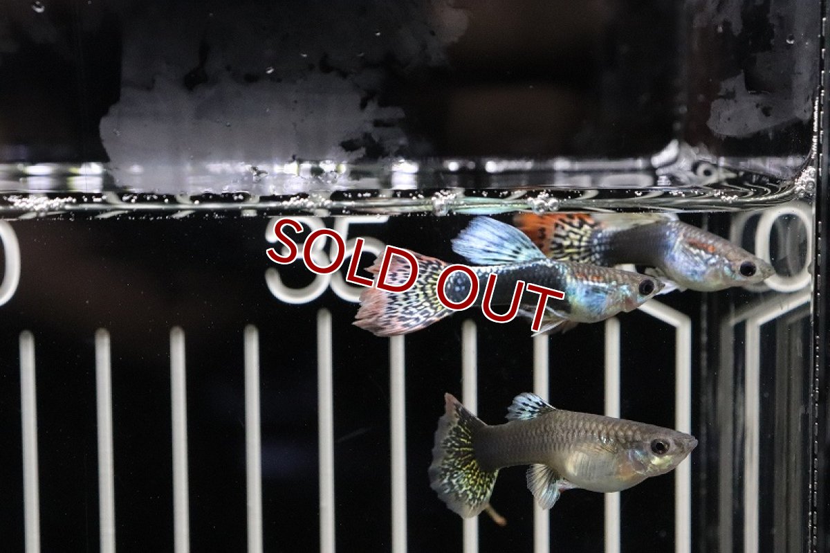 画像2: 【淡水魚】国産 ゴラゴンタキシードグッピー【1ペア】（生体）(グッピー)（熱帯魚） (2)