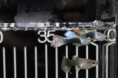 画像2: 【淡水魚】【通販】国産 ゴラゴンタキシードグッピー【1ペア】（生体）(グッピー)（熱帯魚） (2)