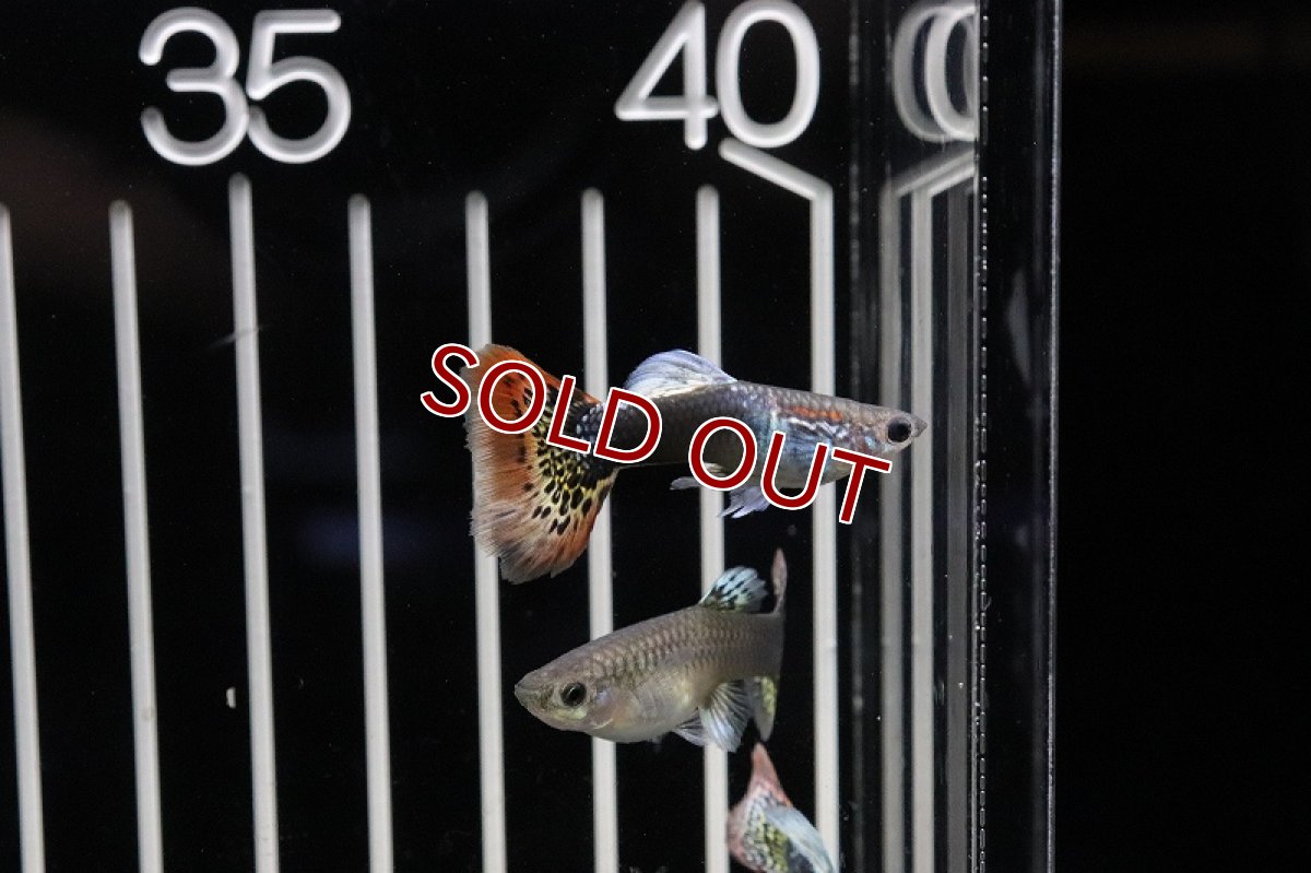 画像3: 【淡水魚】国産 ゴラゴンタキシードグッピー【1ペア】（生体）(グッピー)（熱帯魚） (3)