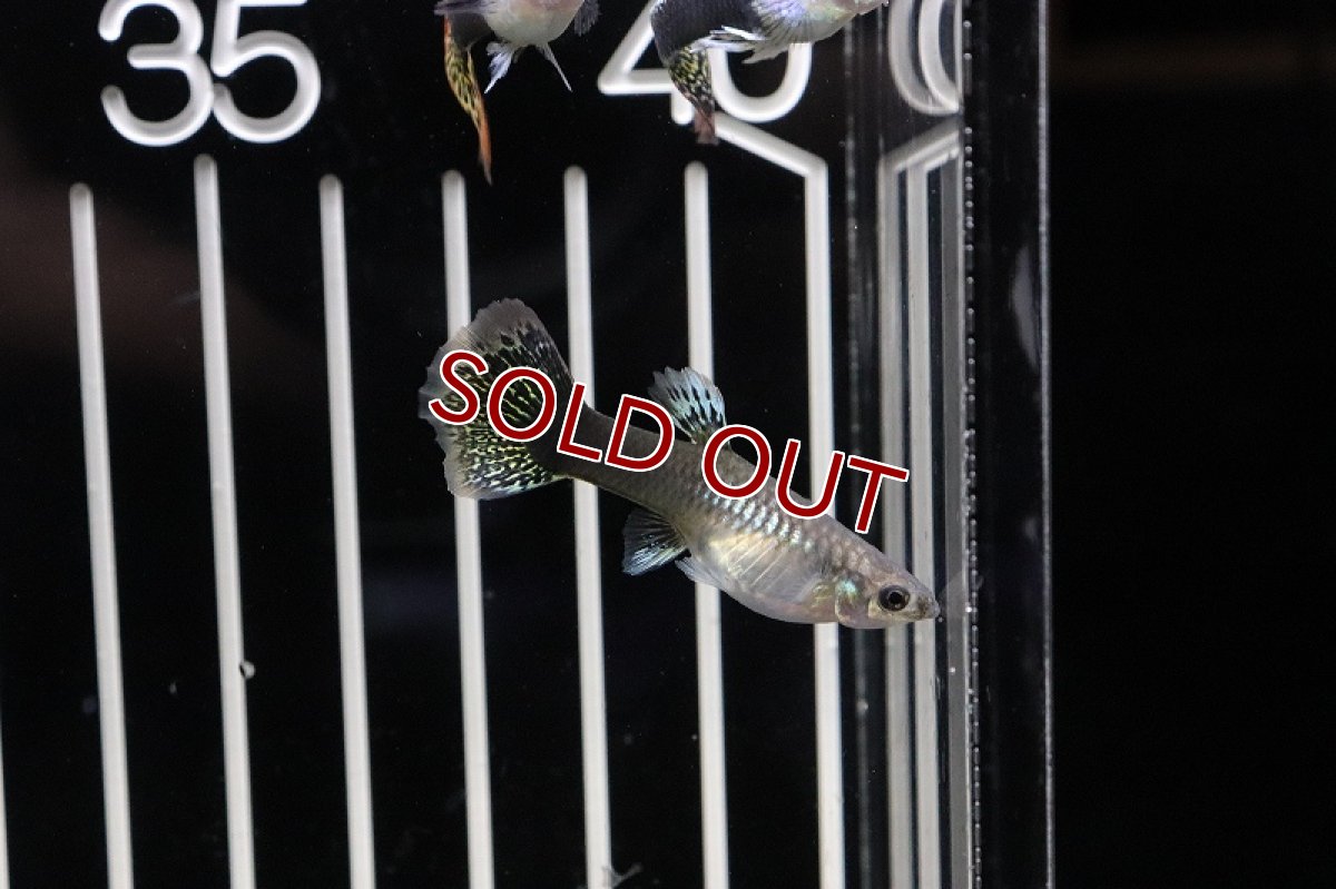 画像4: 【淡水魚】国産 ゴラゴンタキシードグッピー【1ペア】（生体）(グッピー)（熱帯魚） (4)