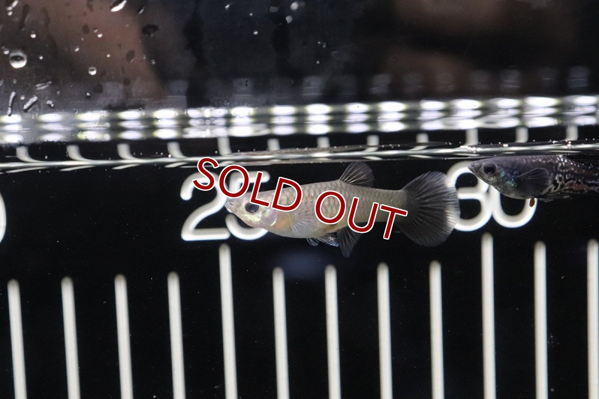 画像3: 【淡水魚】国産 ブラックメタリックレースグッピー【1ペア】（生体）(グッピー)（熱帯魚） (3)