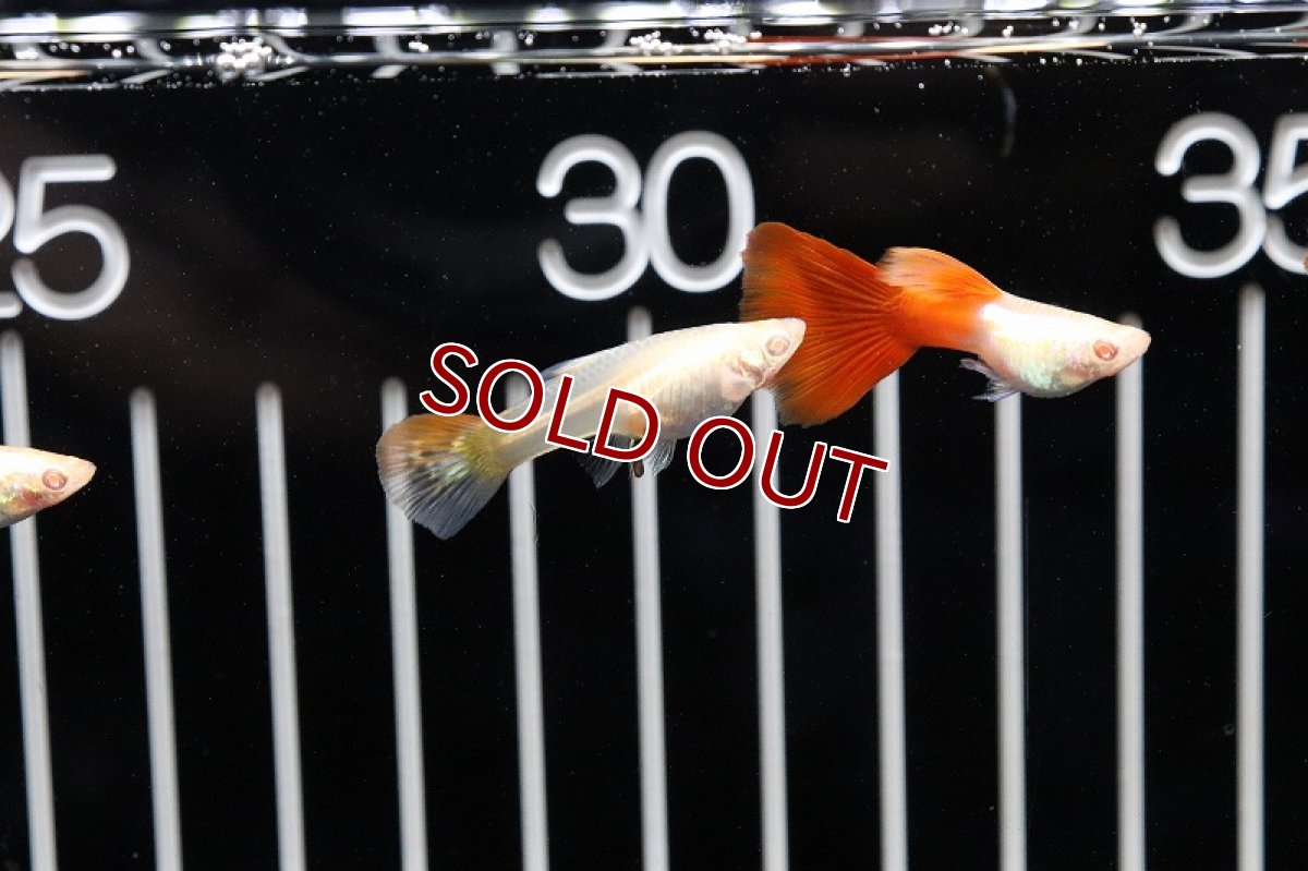 画像2: 【淡水魚】国産 ＲＲＥＡ プラチナレッドテールグッピー【1ペア】（生体）(グッピー)（熱帯魚） (2)