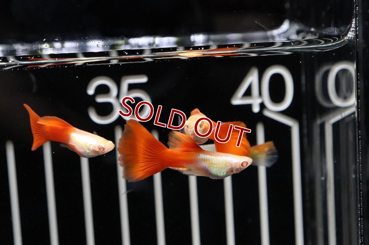 画像3: 【淡水魚】国産 ＲＲＥＡ プラチナレッドテールグッピー【1ペア】（生体）(グッピー)（熱帯魚） (3)