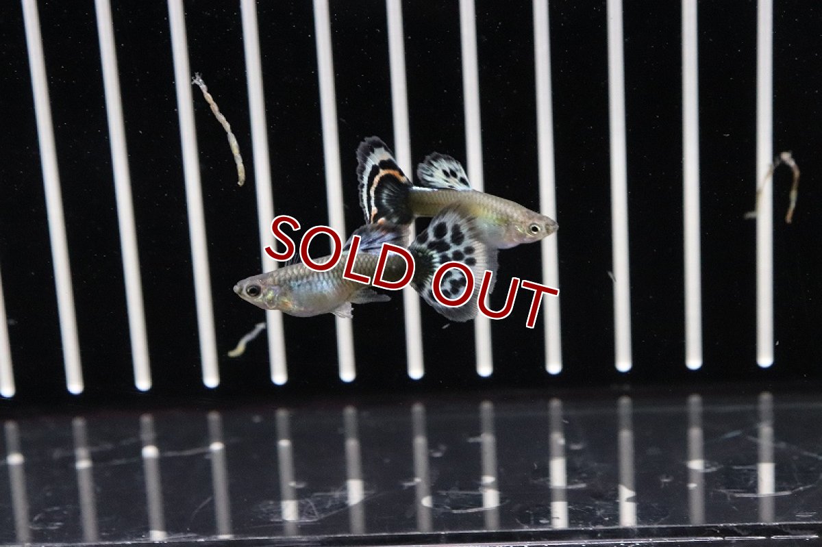 画像2: 【淡水魚】国産 プラチナモザイクグッピー【1ペア】（生体）(グッピー)（熱帯魚） (2)