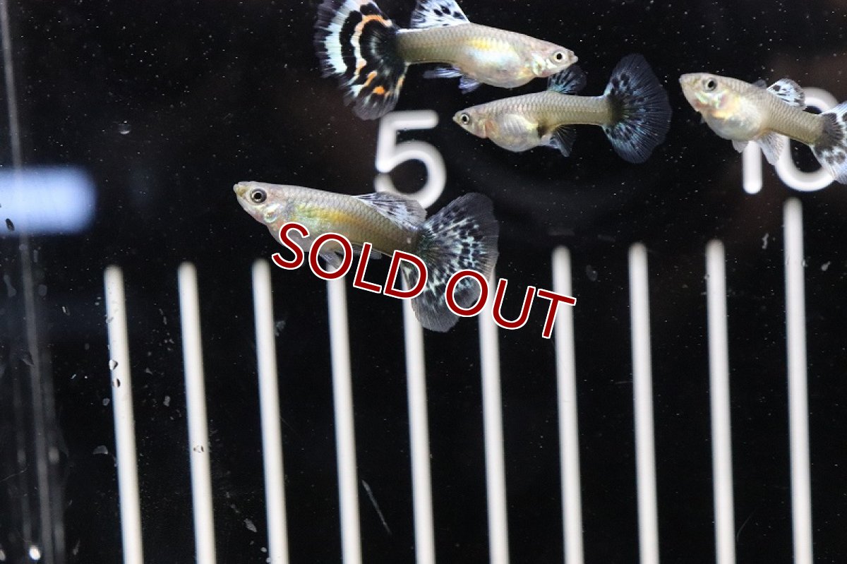 画像3: 【淡水魚】国産 プラチナモザイクグッピー【1ペア】（生体）(グッピー)（熱帯魚） (3)