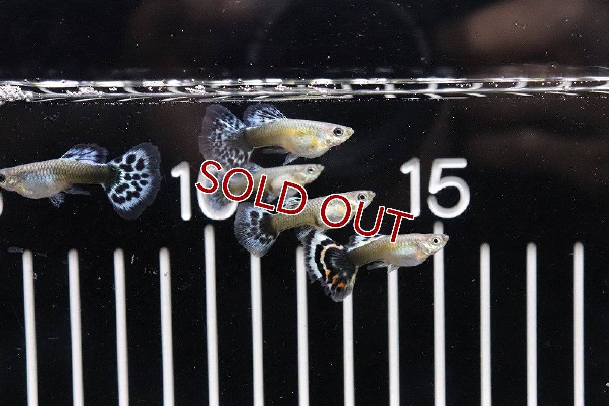画像4: 【淡水魚】国産 プラチナモザイクグッピー【1ペア】（生体）(グッピー)（熱帯魚） (4)