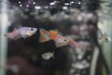 画像1: 【淡水魚】【通販】国産 レッドグラスグッピー【1ペア】（生体）(グッピー)（熱帯魚） (1)