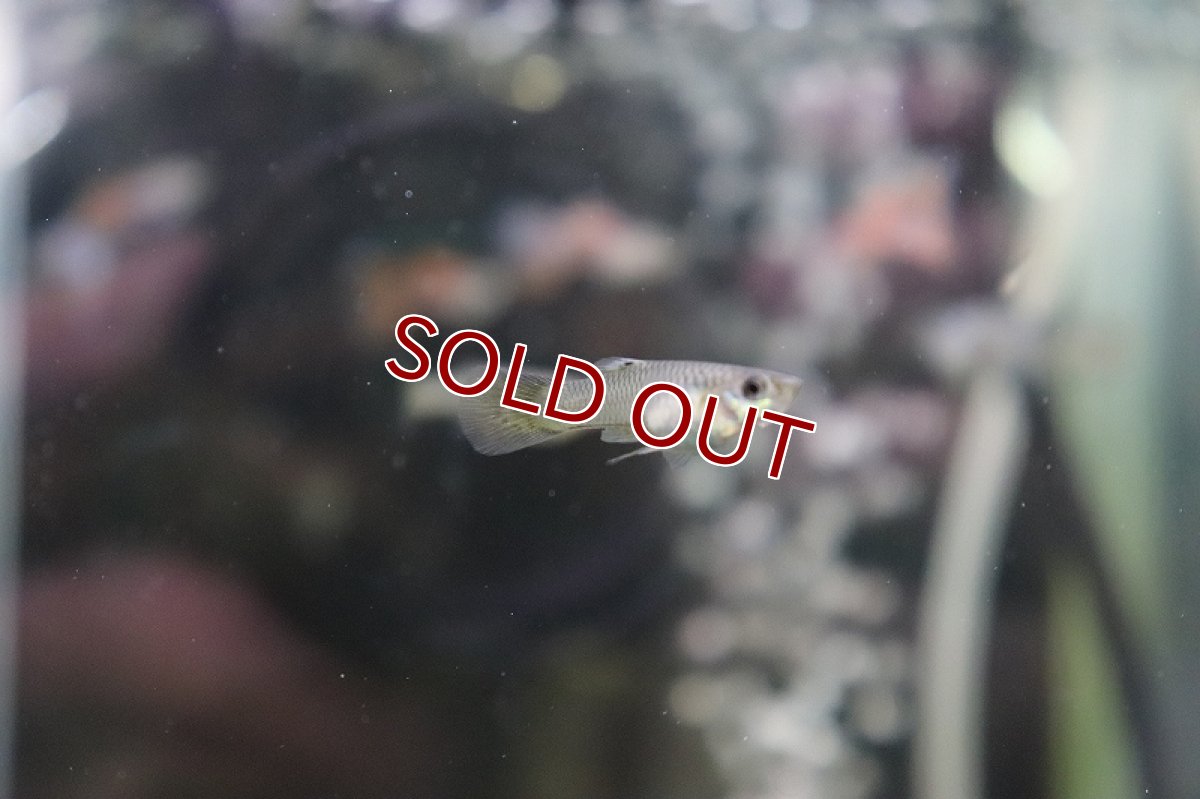 画像2: 【淡水魚】【通販】国産 レッドグラスグッピー【1ペア サンプル画像】（生体）(グッピー)（熱帯魚） (2)