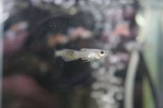 画像2: 【淡水魚】【通販】国産 レッドグラスグッピー【1ペア】（生体）(グッピー)（熱帯魚） (2)