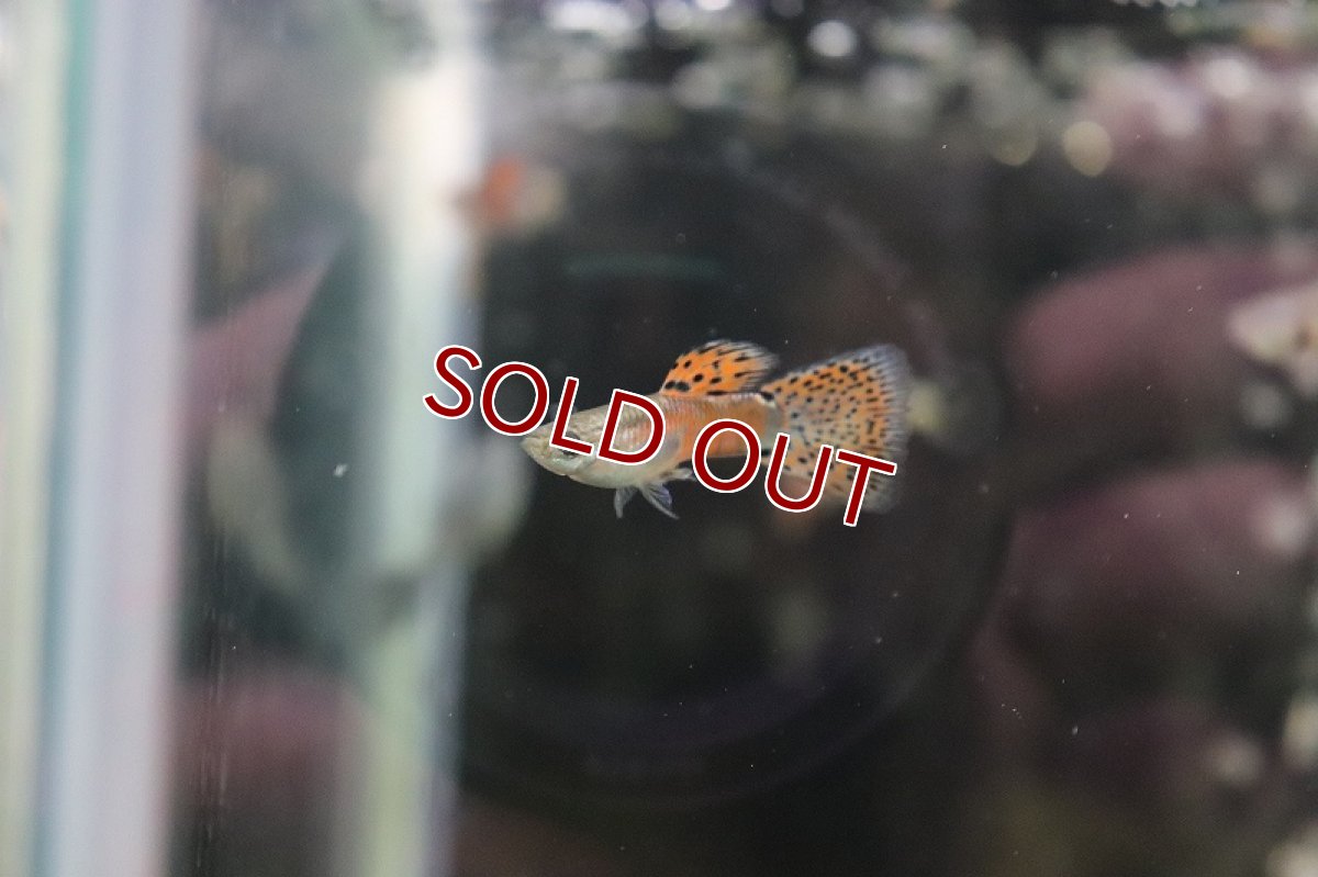 画像3: 【淡水魚】【通販】国産 レッドグラスグッピー【1ペア サンプル画像】（生体）(グッピー)（熱帯魚） (3)