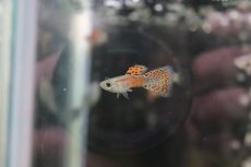 画像3: 【淡水魚】【通販】国産 レッドグラスグッピー【1ペア】（生体）(グッピー)（熱帯魚） (3)