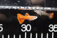 画像1: 【淡水魚】【通販】国産 フルレッドグッピー【1ペア】（生体）(グッピー)（熱帯魚） (1)