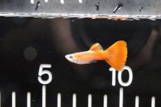 画像2: 【淡水魚】【通販】国産 フルレッドグッピー【1ペア】（生体）(グッピー)（熱帯魚） (2)