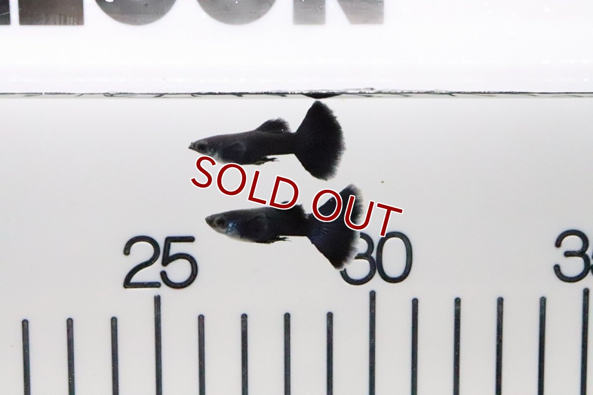 画像2: 【淡水魚】【通販】国産 フルブラックグッピー【1ペア サンプル画像】（生体）(グッピー)（熱帯魚） (2)