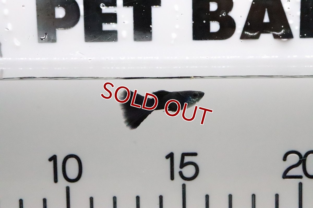 画像3: 【淡水魚】【通販】国産 フルブラックグッピー【1ペア サンプル画像】（生体）(グッピー)（熱帯魚） (3)