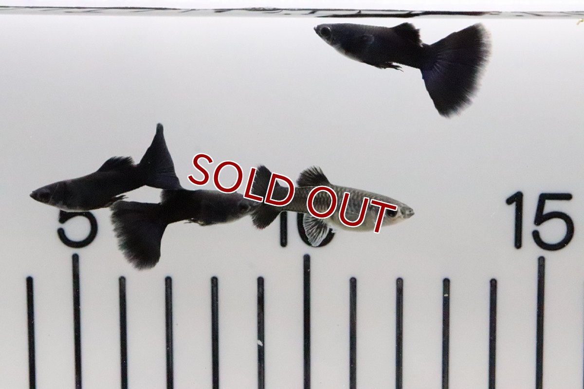 画像4: 【淡水魚】【通販】国産 フルブラックグッピー【1ペア サンプル画像】（生体）(グッピー)（熱帯魚） (4)