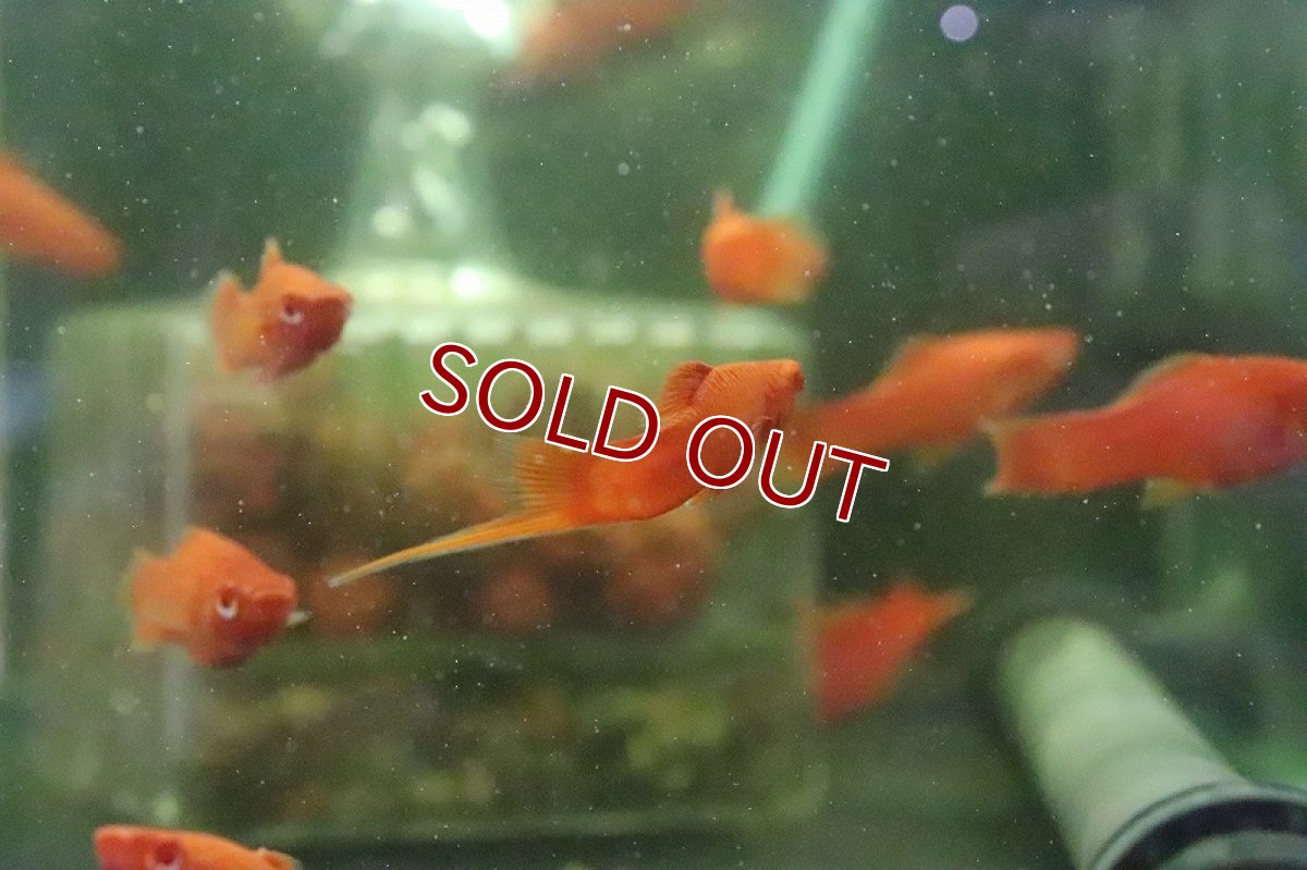 画像2: 【淡水魚】ルビーアイタンジェリーソード【1匹】（プラティ.モーリー）（生体）（淡水）NKCK (2)