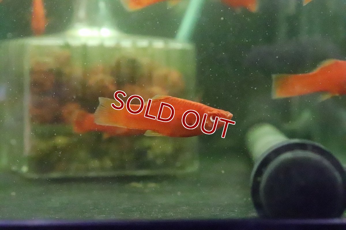 画像3: 【淡水魚】ルビーアイタンジェリーソード【1匹】（プラティ.モーリー）（生体）（淡水）NKCK (3)