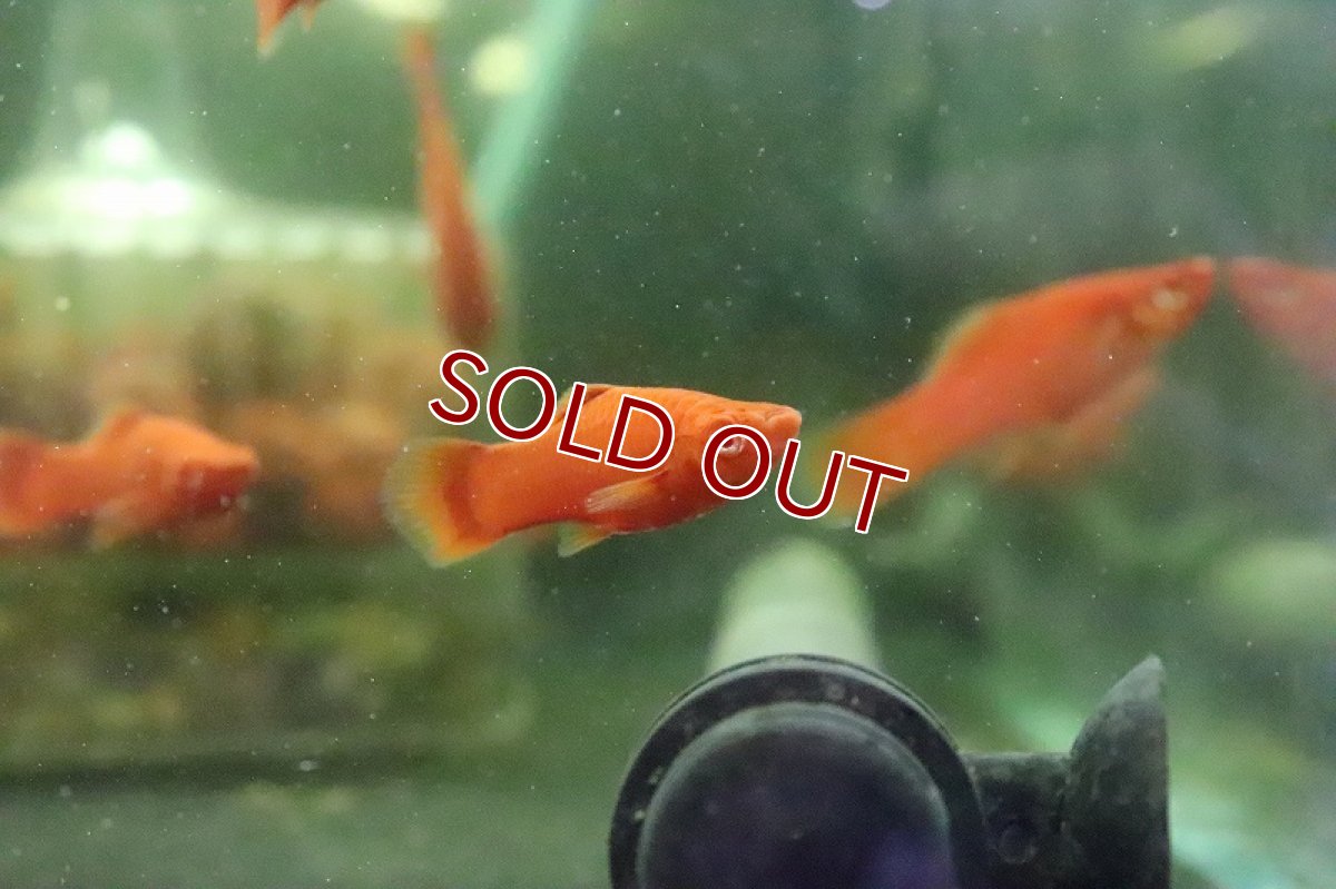 画像4: 【淡水魚】ルビーアイタンジェリーソード【1匹】（プラティ.モーリー）（生体）（淡水）NKCK (4)