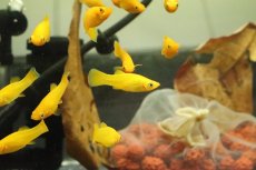 画像1: 【淡水魚】ブラッドオレンジモーリー【3匹 サンプル画像販売】(プラティ)（生体）（熱帯魚）NK (1)