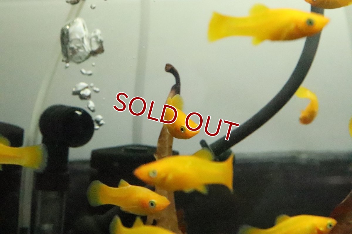 画像2: 【淡水魚】ブラッドオレンジモーリー【3匹 サンプル画像販売】(プラティ)（生体）（熱帯魚）NK (2)