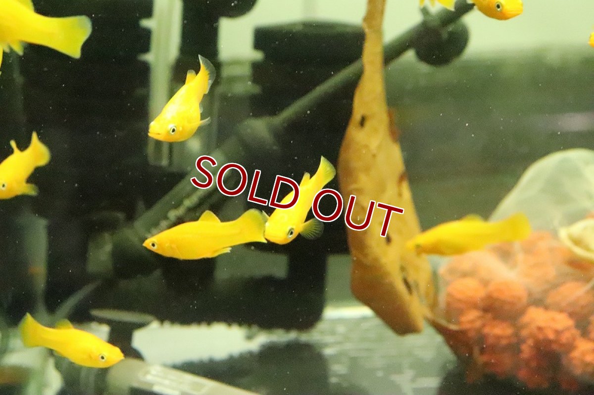 画像3: 【淡水魚】ブラッドオレンジモーリー【3匹 サンプル画像販売】(プラティ)（生体）（熱帯魚）NK (3)