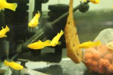 画像3: 【淡水魚】ブラッドオレンジモーリー【3匹 サンプル画像販売】(プラティ)（生体）（熱帯魚）NK (3)