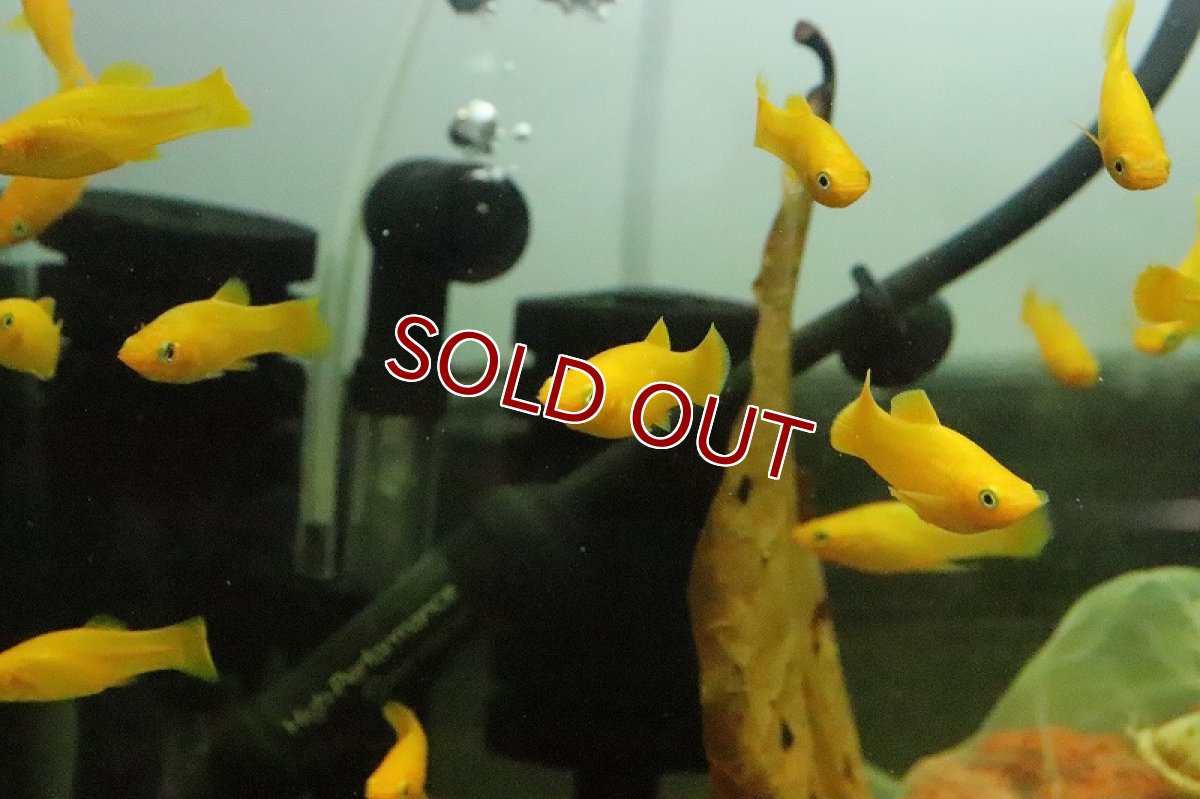 画像4: 【淡水魚】ブラッドオレンジモーリー【3匹 サンプル画像販売】(プラティ)（生体）（熱帯魚）NK (4)