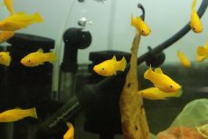 画像4: 【淡水魚】ブラッドオレンジモーリー【3匹 サンプル画像販売】(プラティ)（生体）（熱帯魚）NK (4)